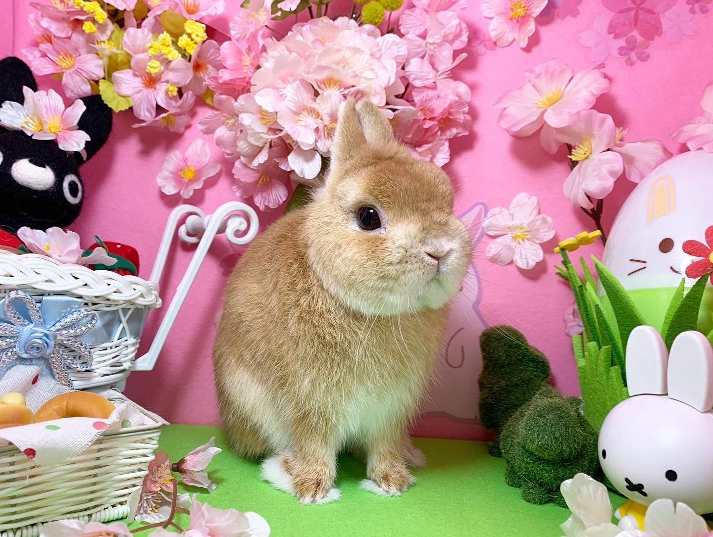 堺店】4月の撮影スペース『さくら』 | うさぎ専門店 Lapin House